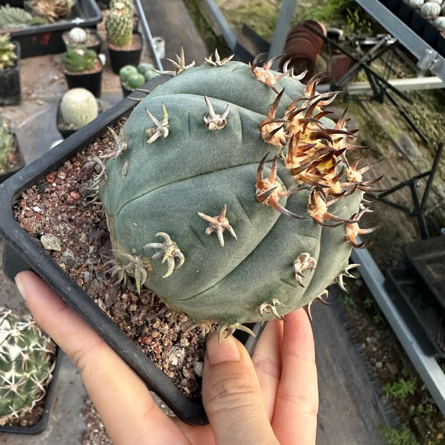 3-8cm Gymnocalycium spegazzinii