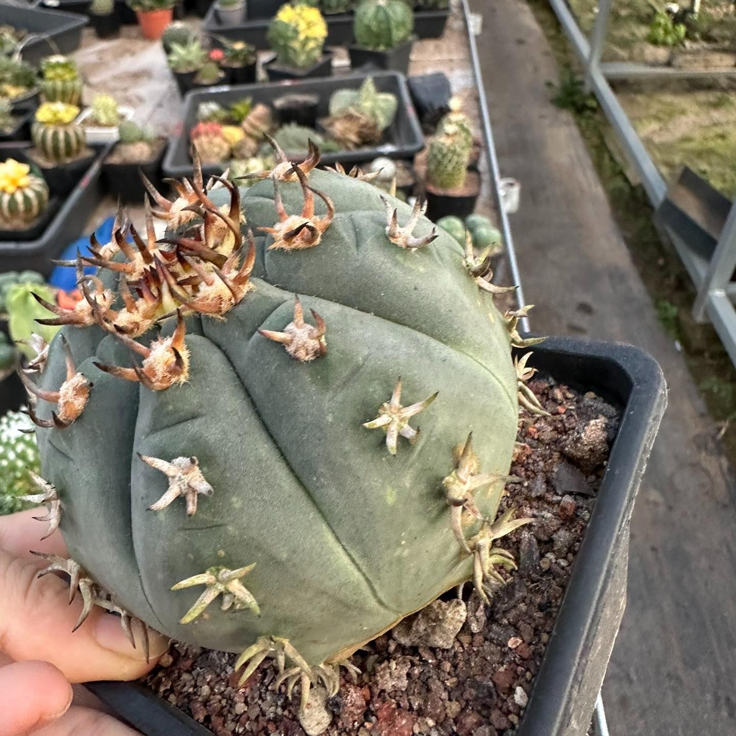 3-8cm Gymnocalycium spegazzinii