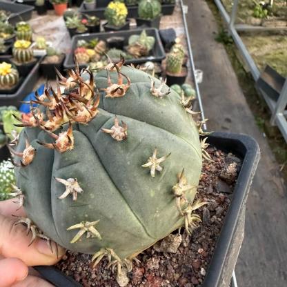 3-8cm Gymnocalycium spegazzinii