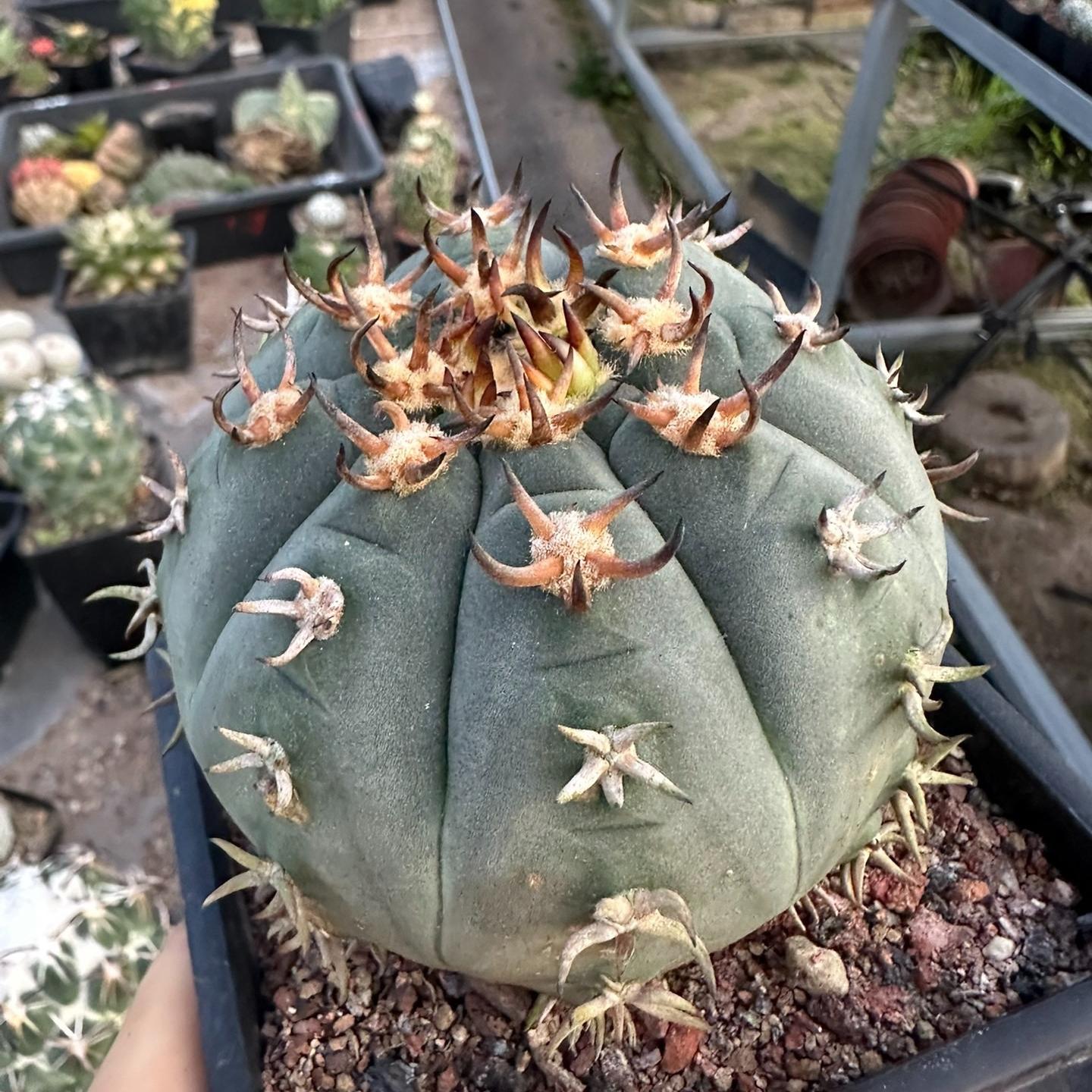 3-8cm Gymnocalycium spegazzinii