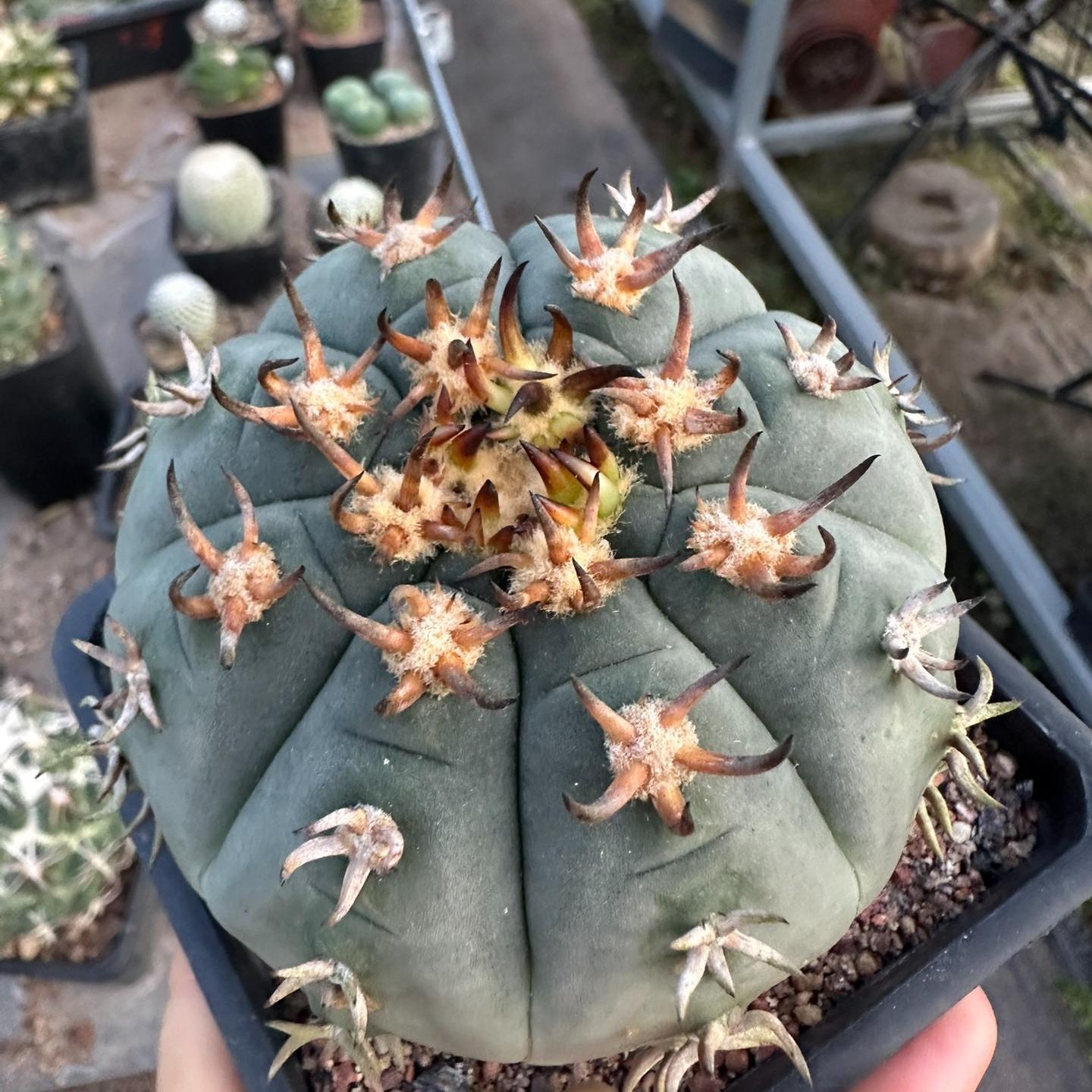 3-8cm Gymnocalycium spegazzinii