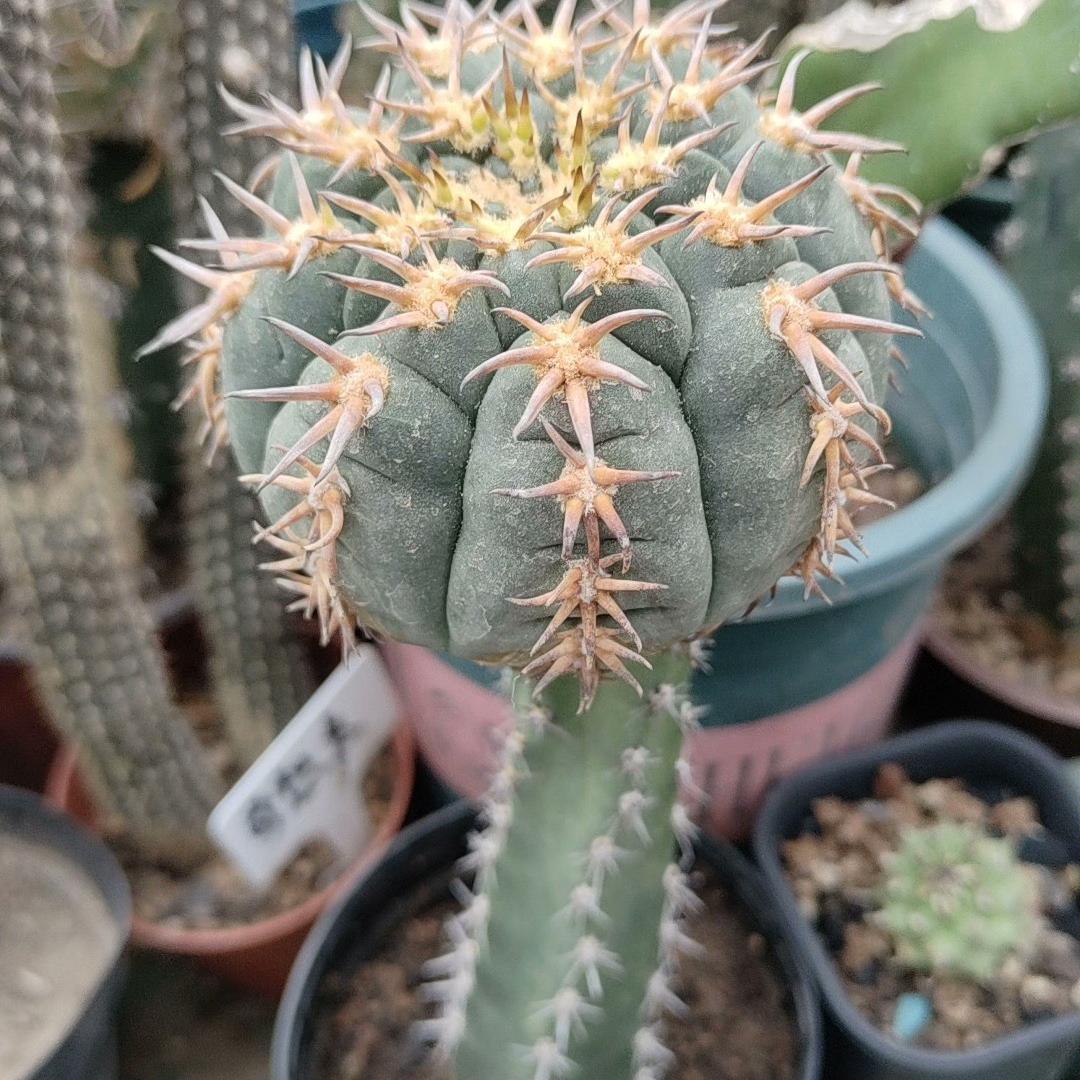 5-8cm Gymnocalycium spegazzinii （rootless）