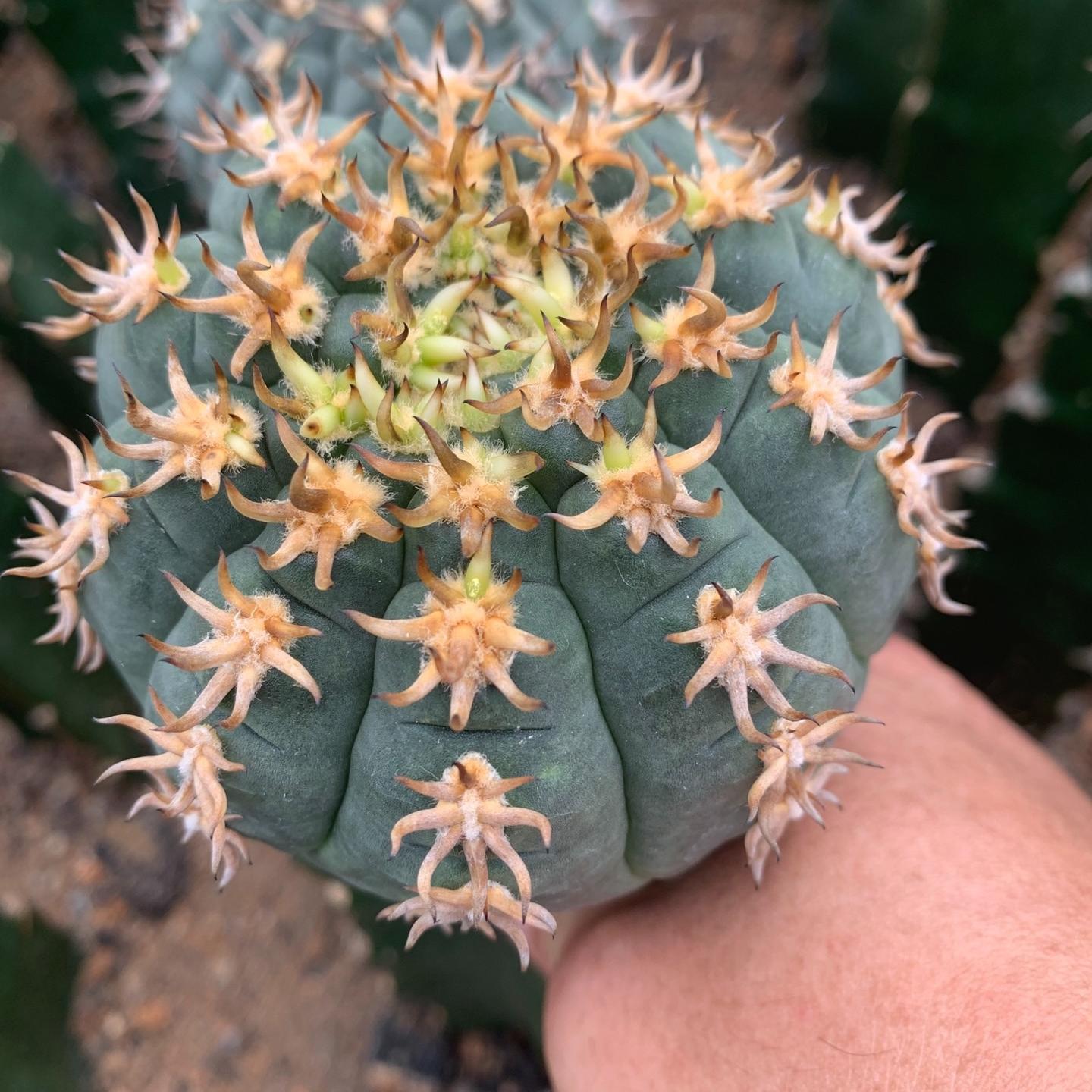 5-8cm Gymnocalycium spegazzinii （rootless）