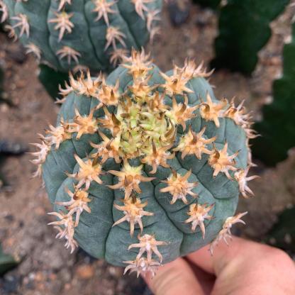 5-8cm Gymnocalycium spegazzinii （rootless）