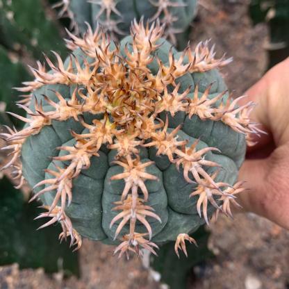 5-8cm Gymnocalycium spegazzinii （rootless）