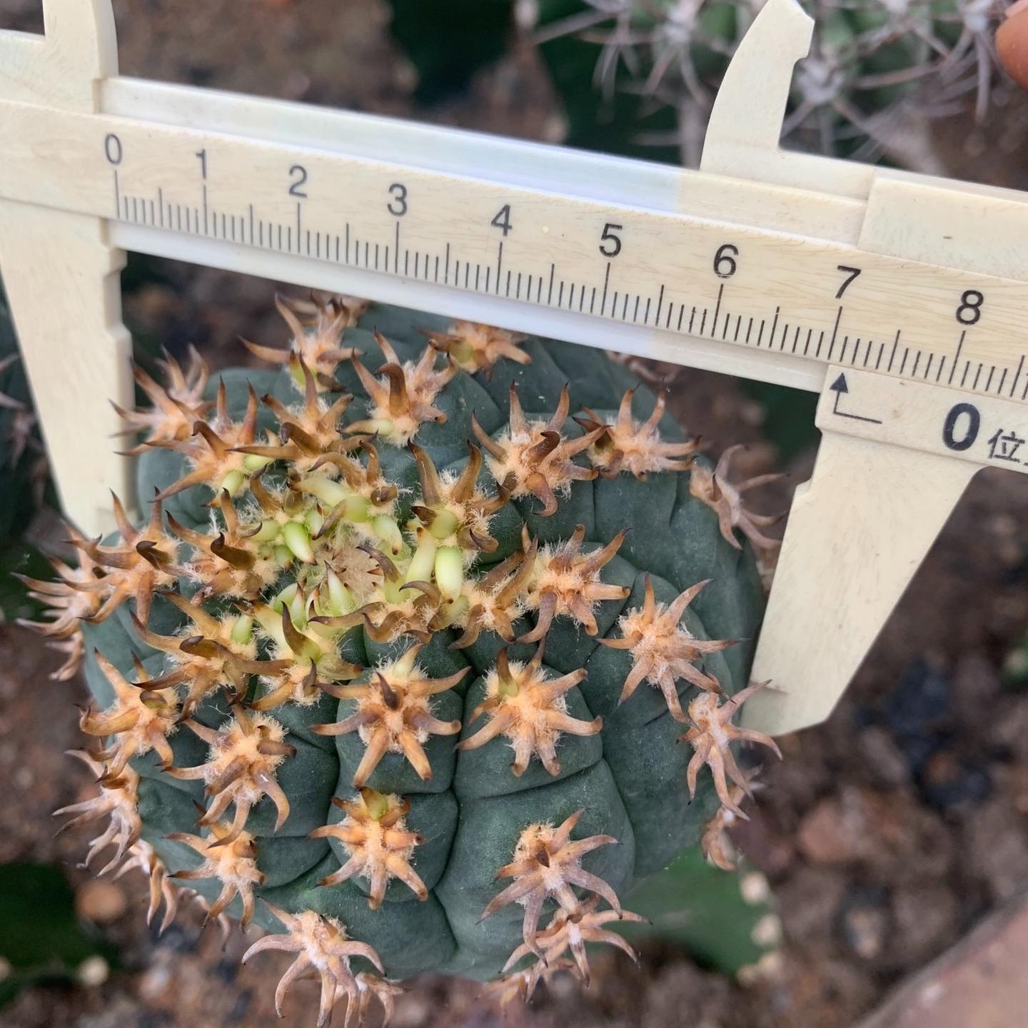 5-8cm Gymnocalycium spegazzinii （rootless）