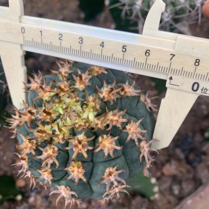 5-8cm Gymnocalycium spegazzinii （rootless）