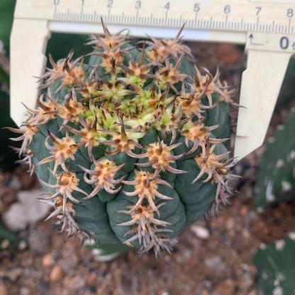 5-8cm Gymnocalycium spegazzinii （rootless）