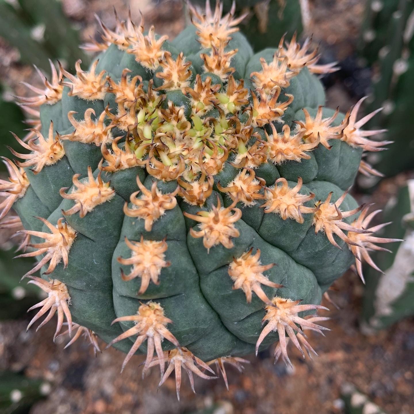 5-8cm Gymnocalycium spegazzinii （rootless）