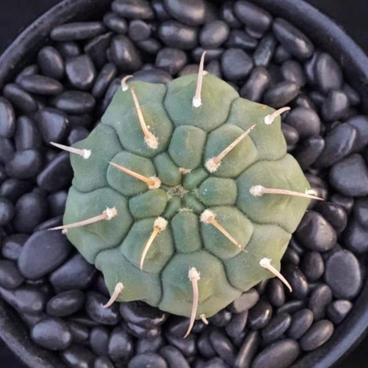 4-5cm Gymnocalycium vatteri