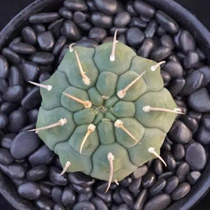 4-5cm Gymnocalycium vatteri