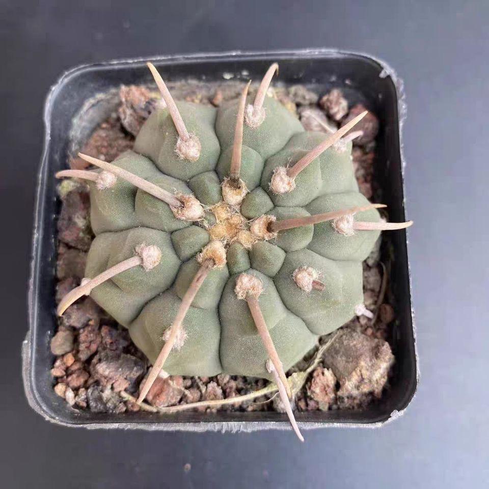 4-5cm Gymnocalycium vatteri
