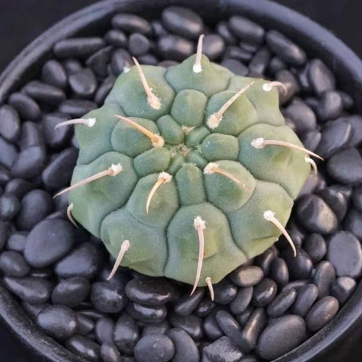 4-5cm Gymnocalycium vatteri