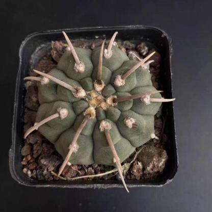 4-5cm Gymnocalycium vatteri