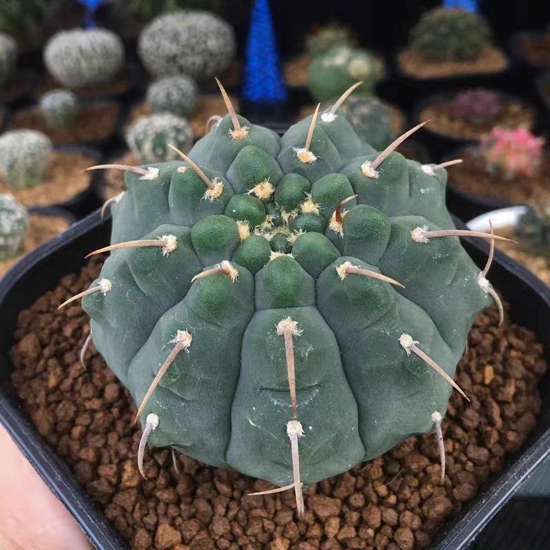 4-5cm Gymnocalycium vatteri