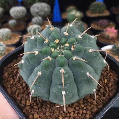 4-5cm Gymnocalycium vatteri