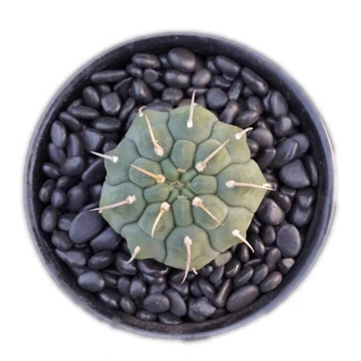 4-5cm Gymnocalycium vatteri