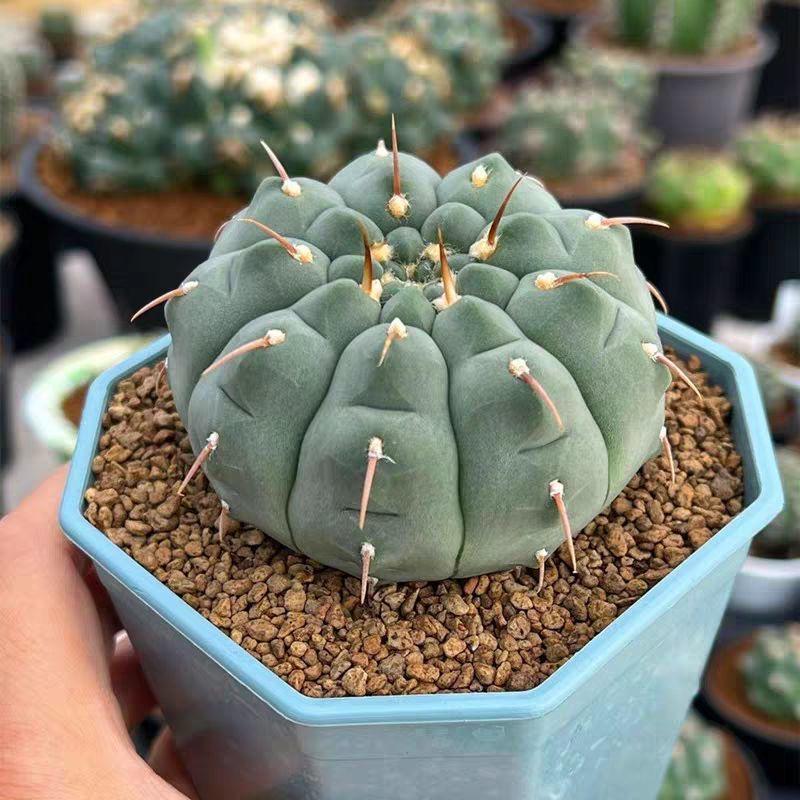 4-5cm Gymnocalycium vatteri