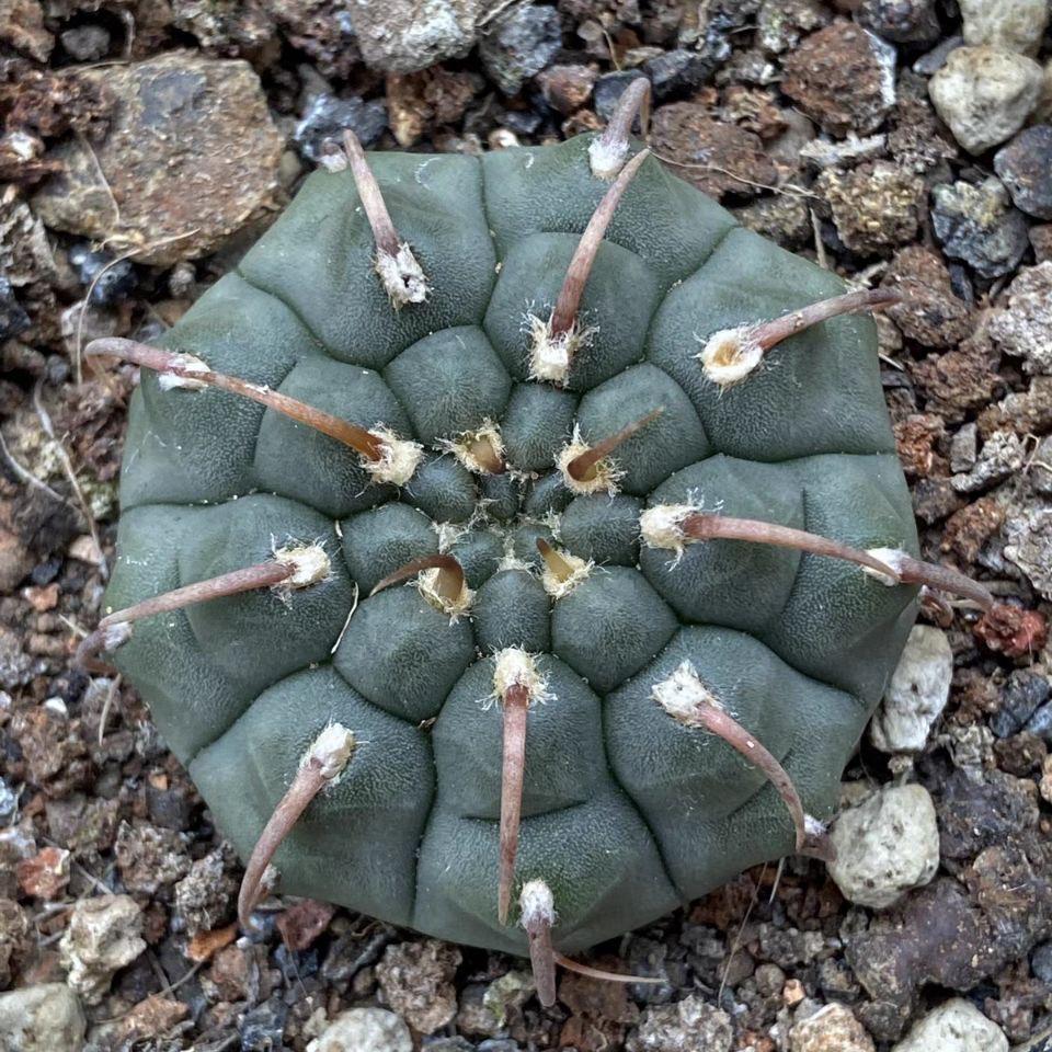 4-5cm Gymnocalycium vatteri