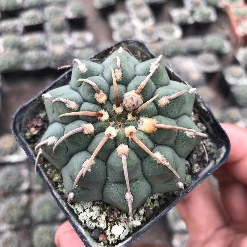 4-5cm Gymnocalycium vatteri