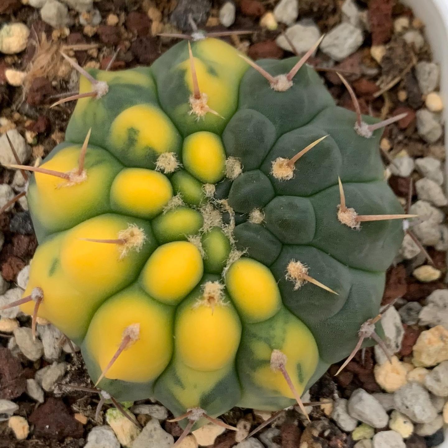 2-3cm Gymnocalycium vatteri