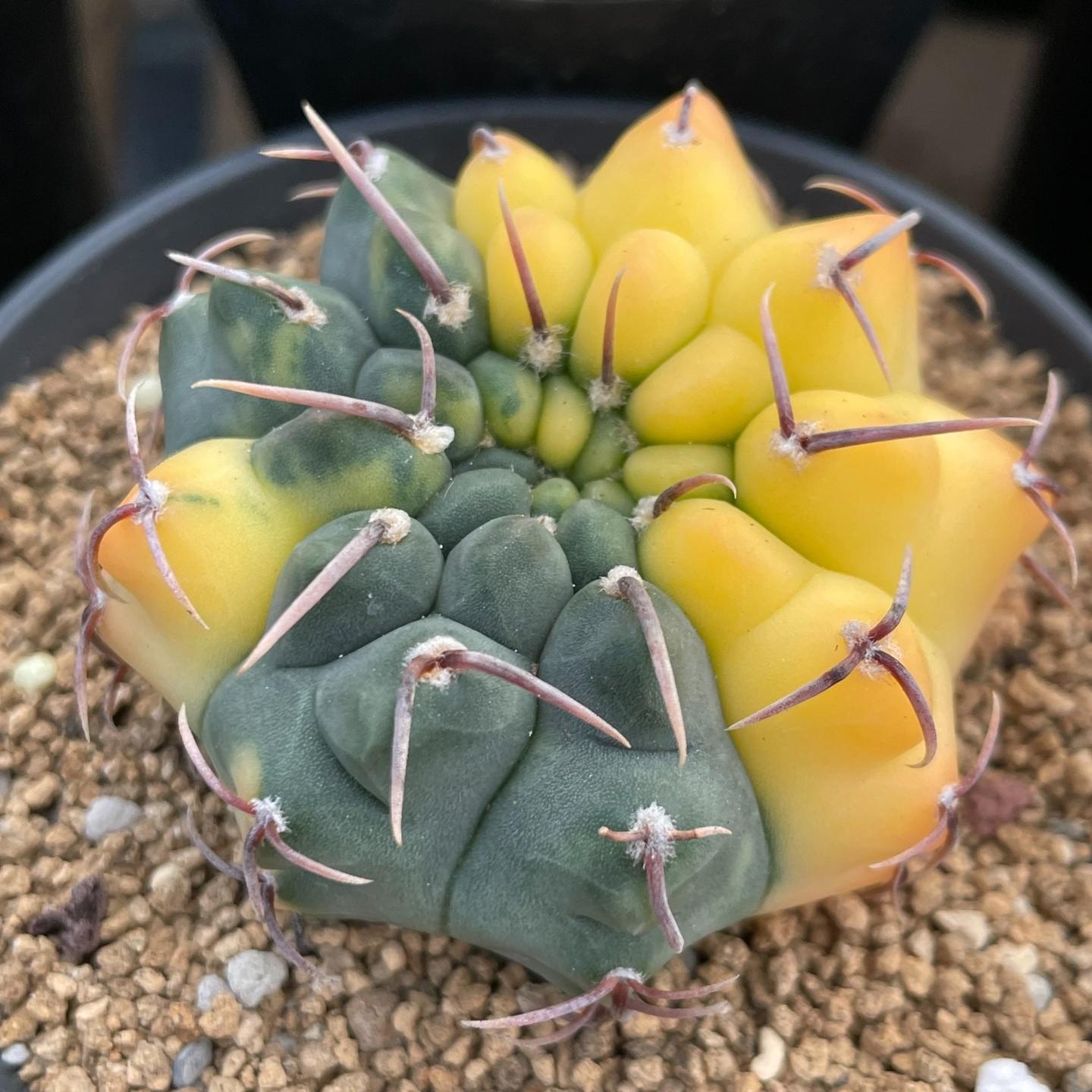4-5cm Gymnocalycium vatteri