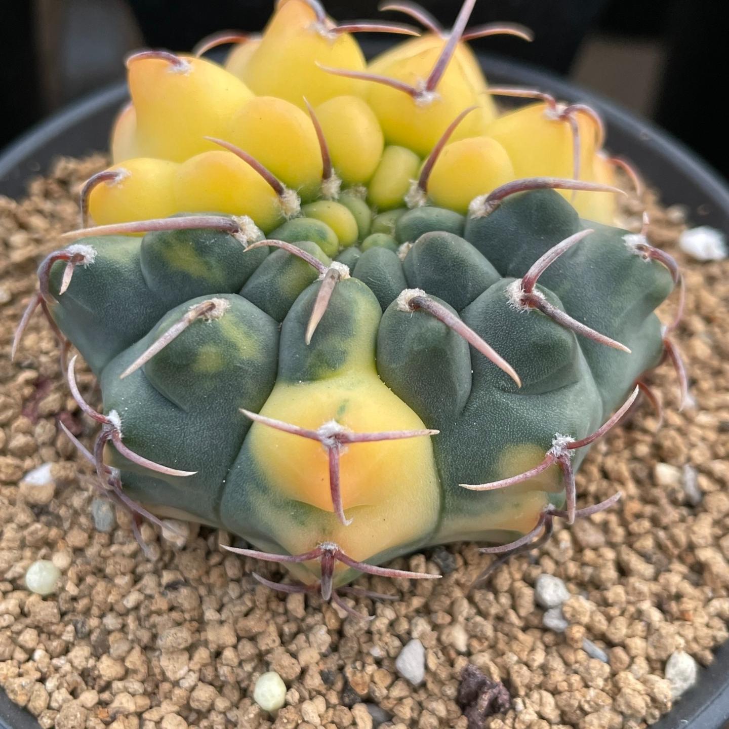 4-5cm Gymnocalycium vatteri