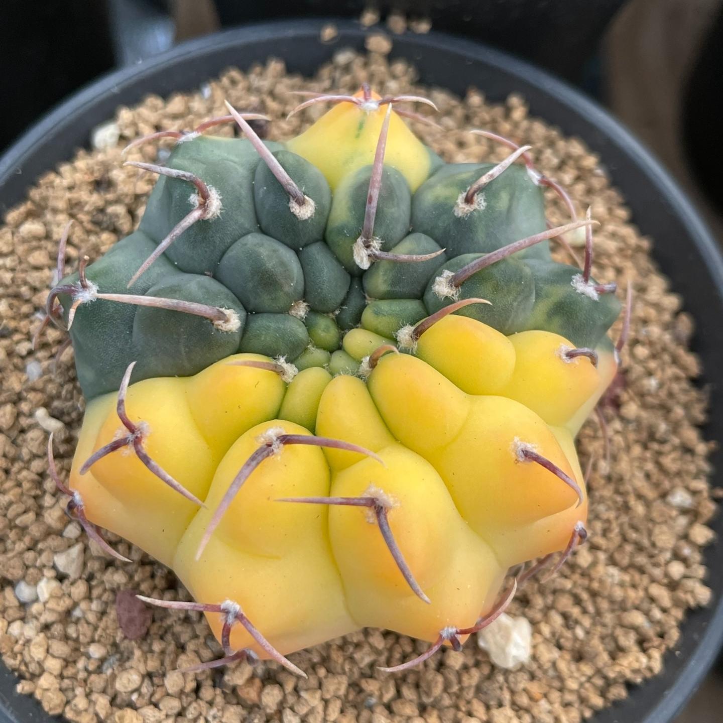 4-5cm Gymnocalycium vatteri