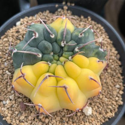 4-5cm Gymnocalycium vatteri