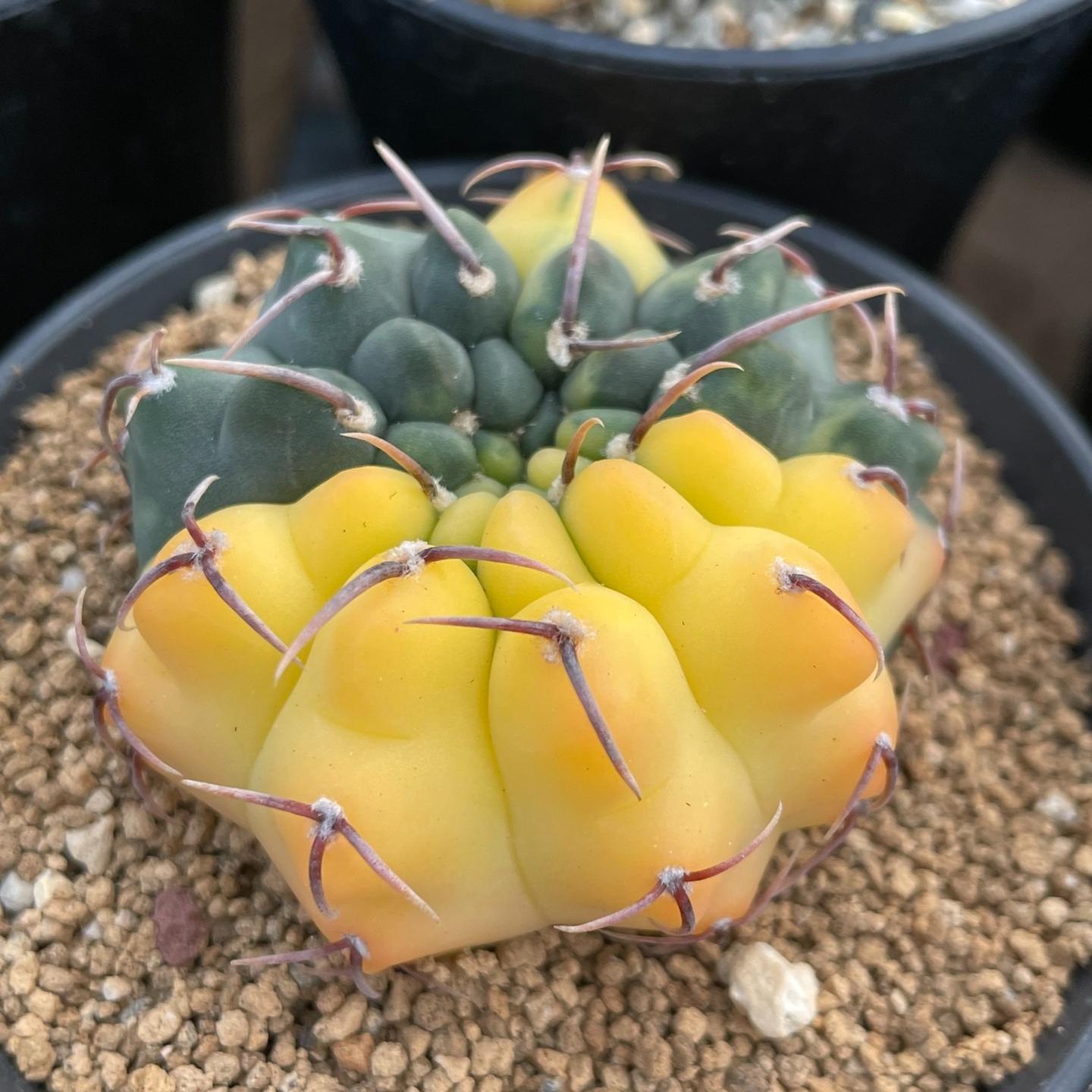 2-3cm Gymnocalycium vatteri