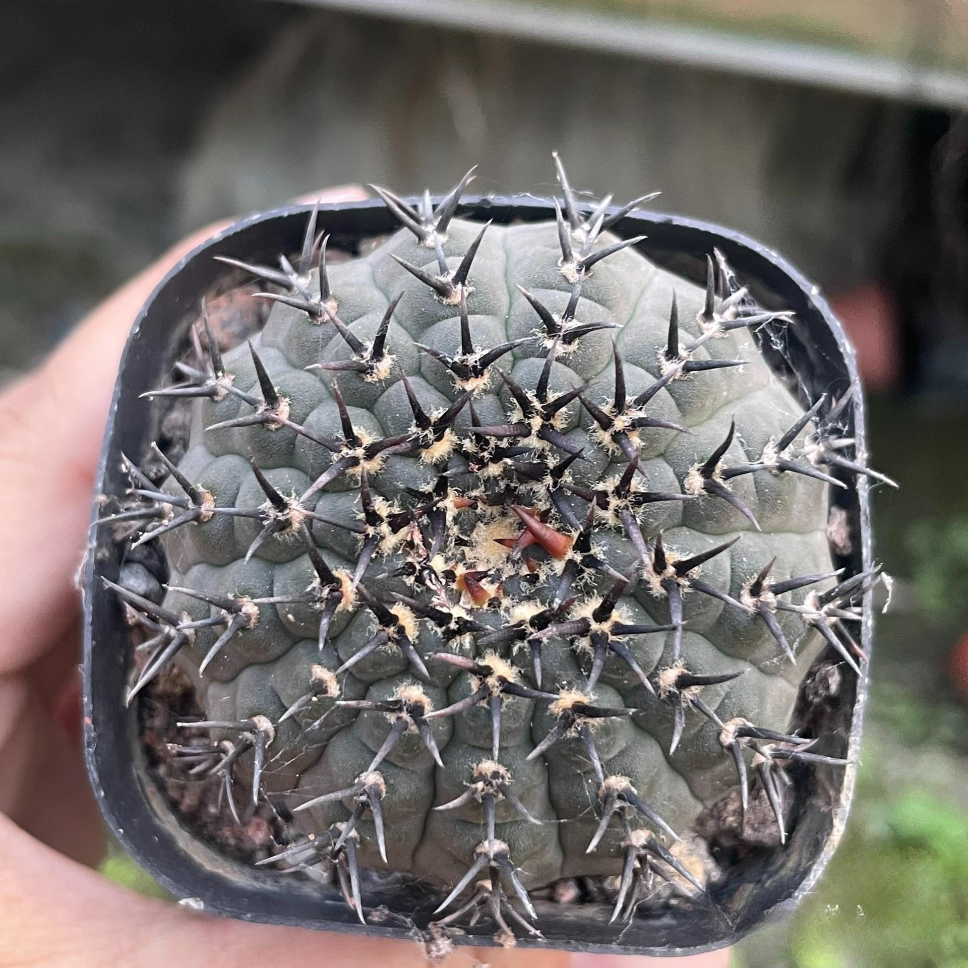 4-5cm Gymnocalycium bodenbenderianum