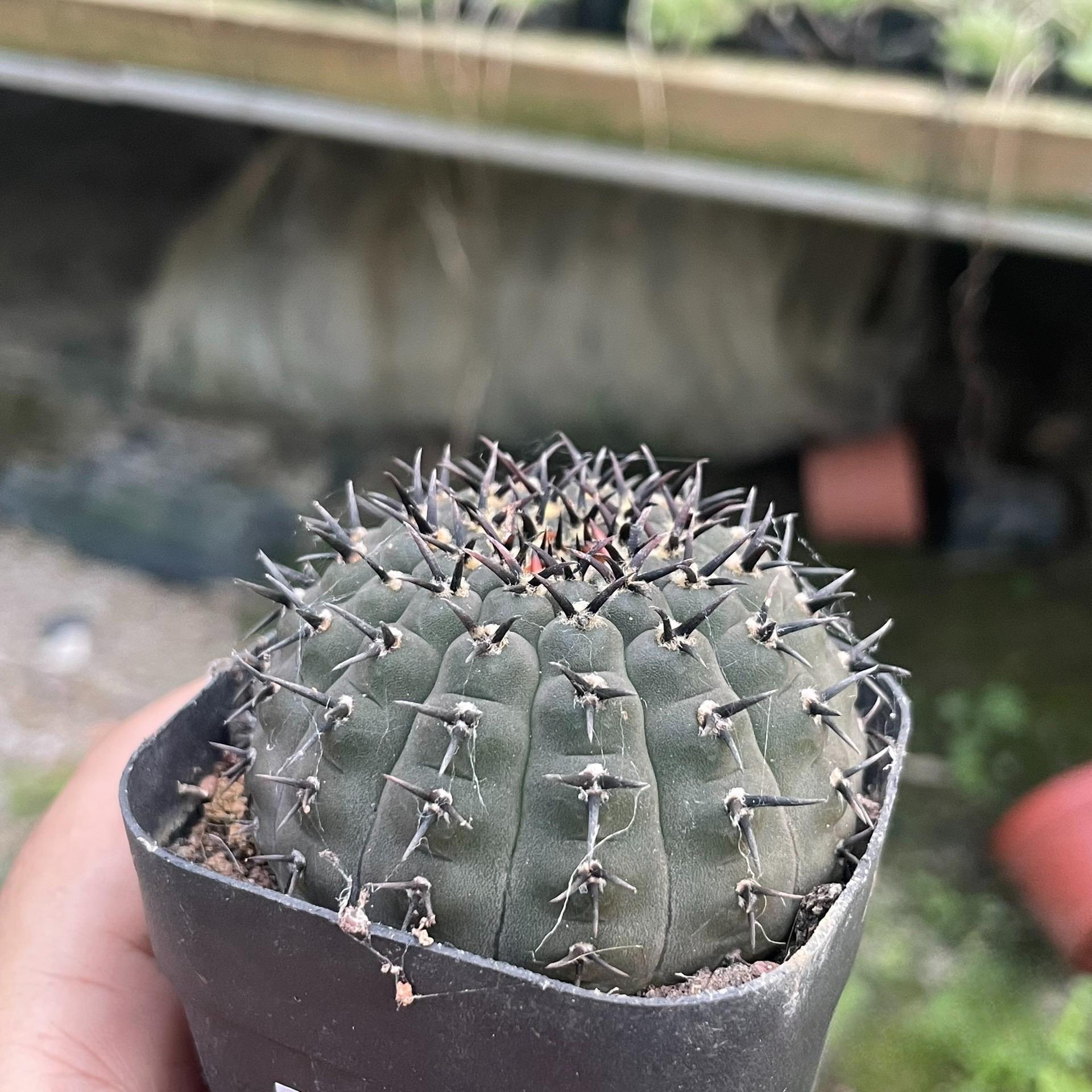 4-5cm Gymnocalycium bodenbenderianum
