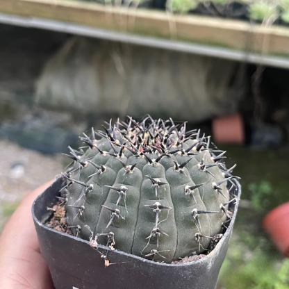 4-5cm Gymnocalycium bodenbenderianum