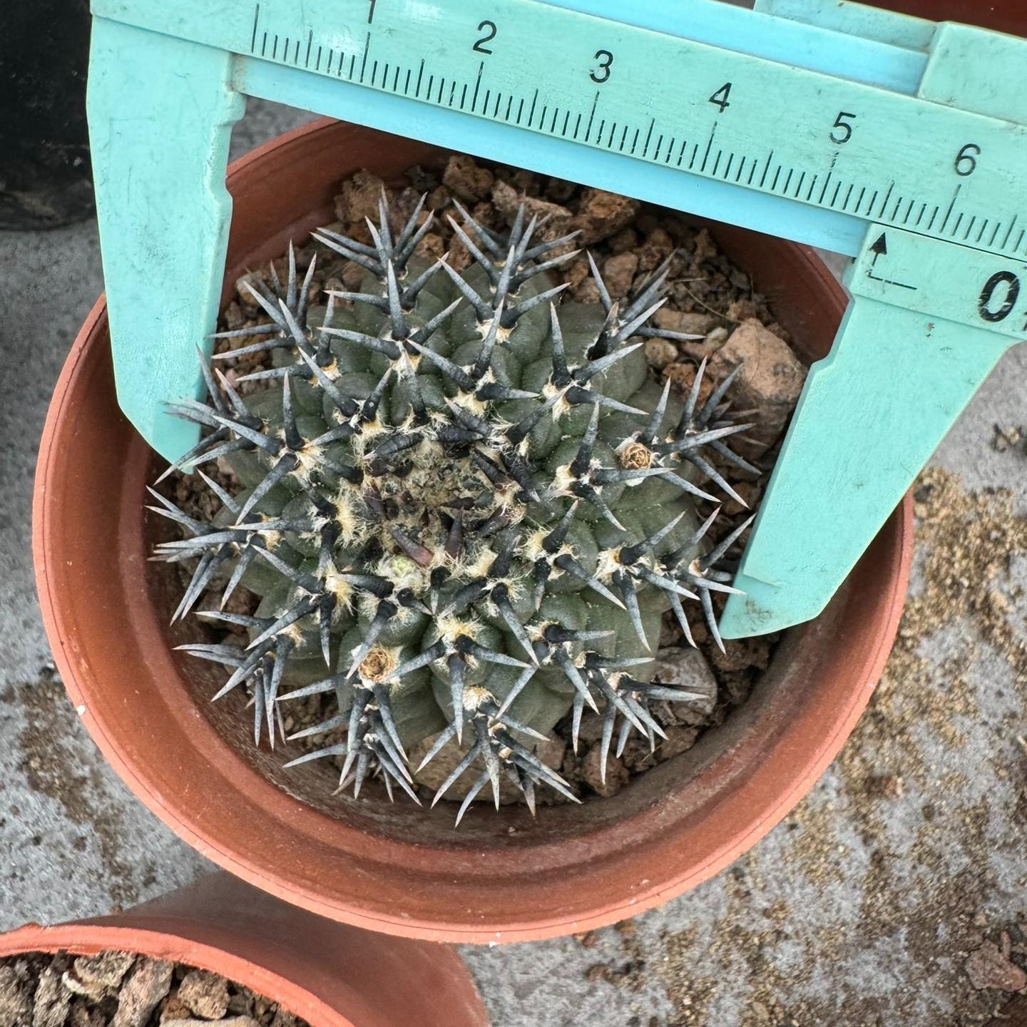 4-5cm Gymnocalycium bodenbenderianum