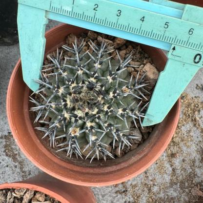 4-5cm Gymnocalycium bodenbenderianum