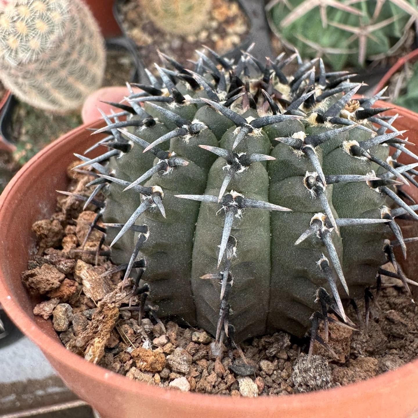 4-5cm Gymnocalycium bodenbenderianum