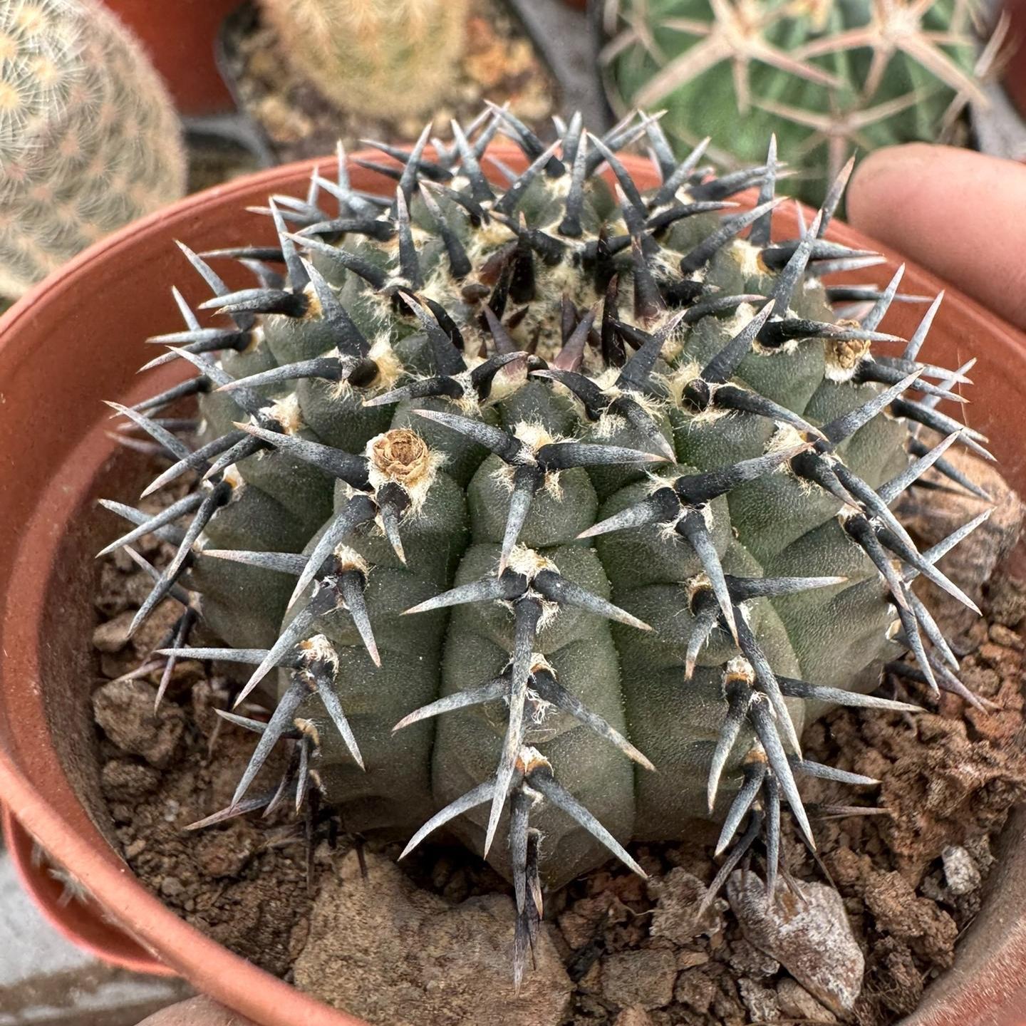 4-5cm Gymnocalycium bodenbenderianum
