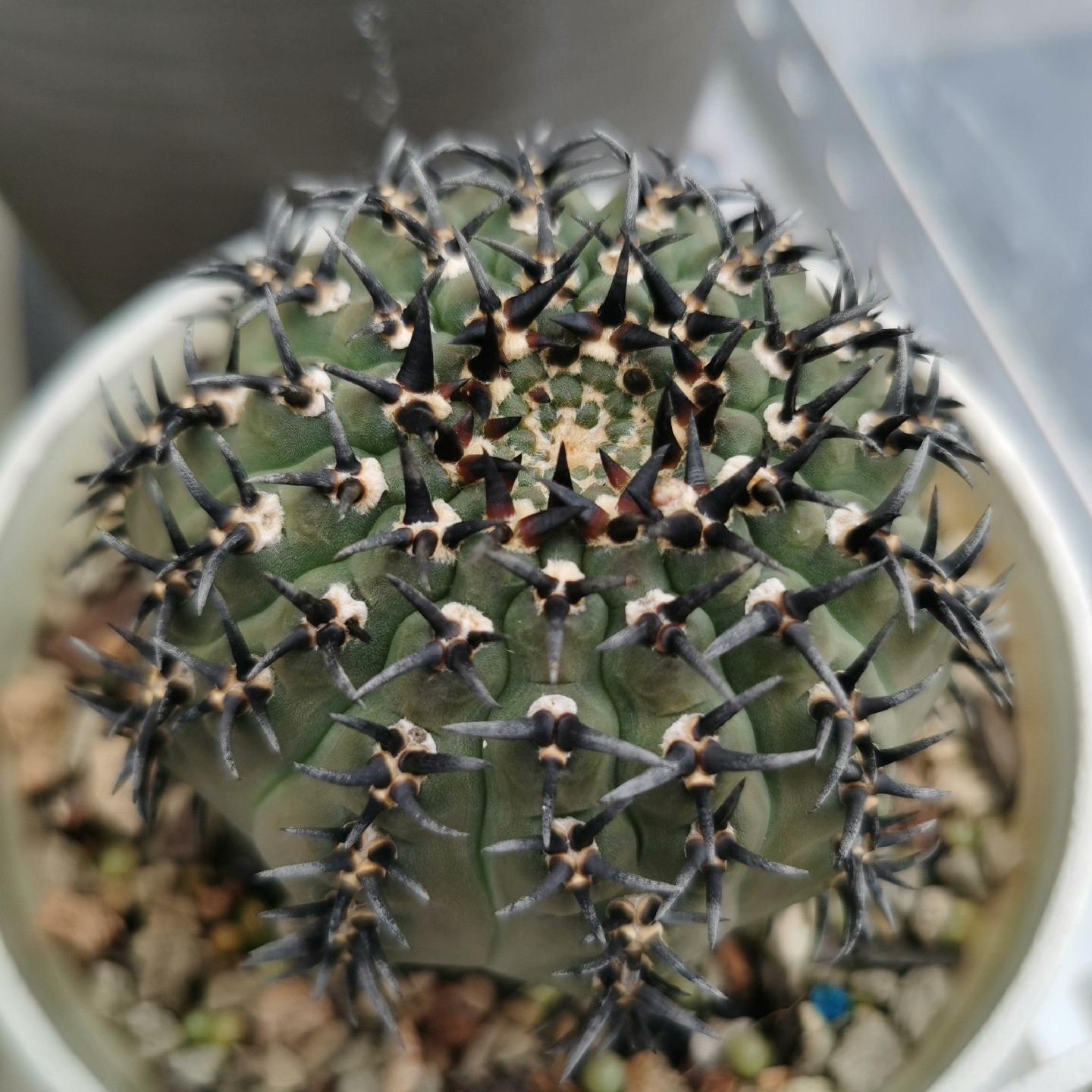 4-5cm Gymnocalycium bodenbenderianum
