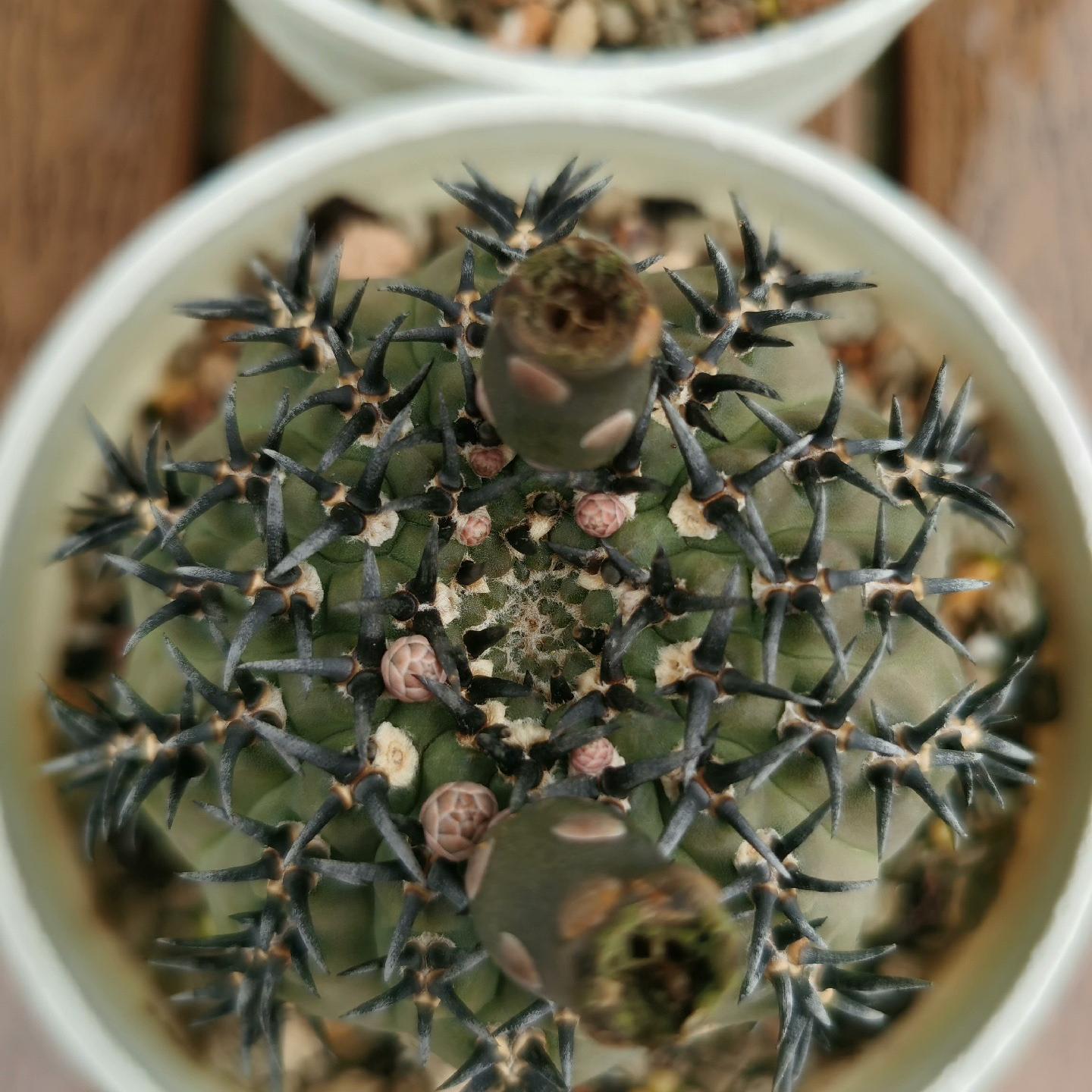 4-5cm Gymnocalycium bodenbenderianum