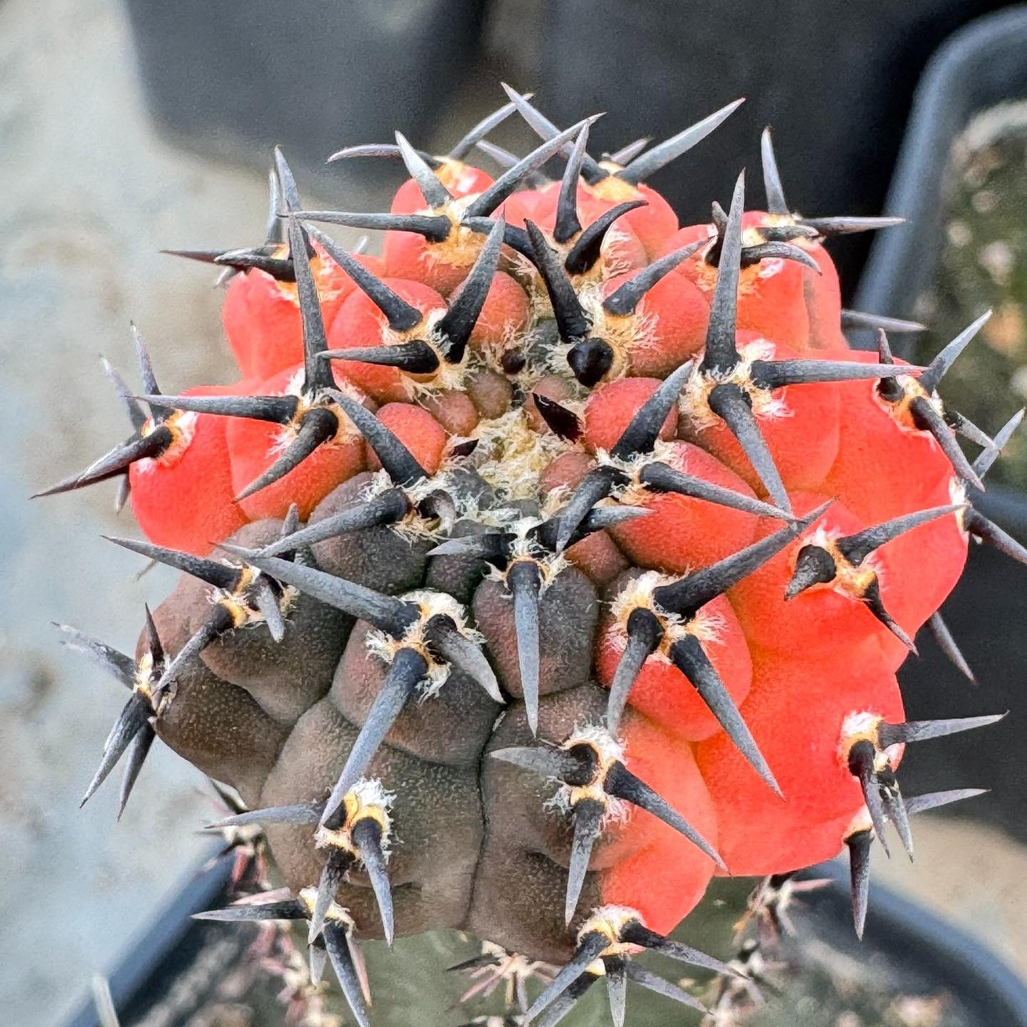 4-5cm Gymnocalycium bodenbenderianum