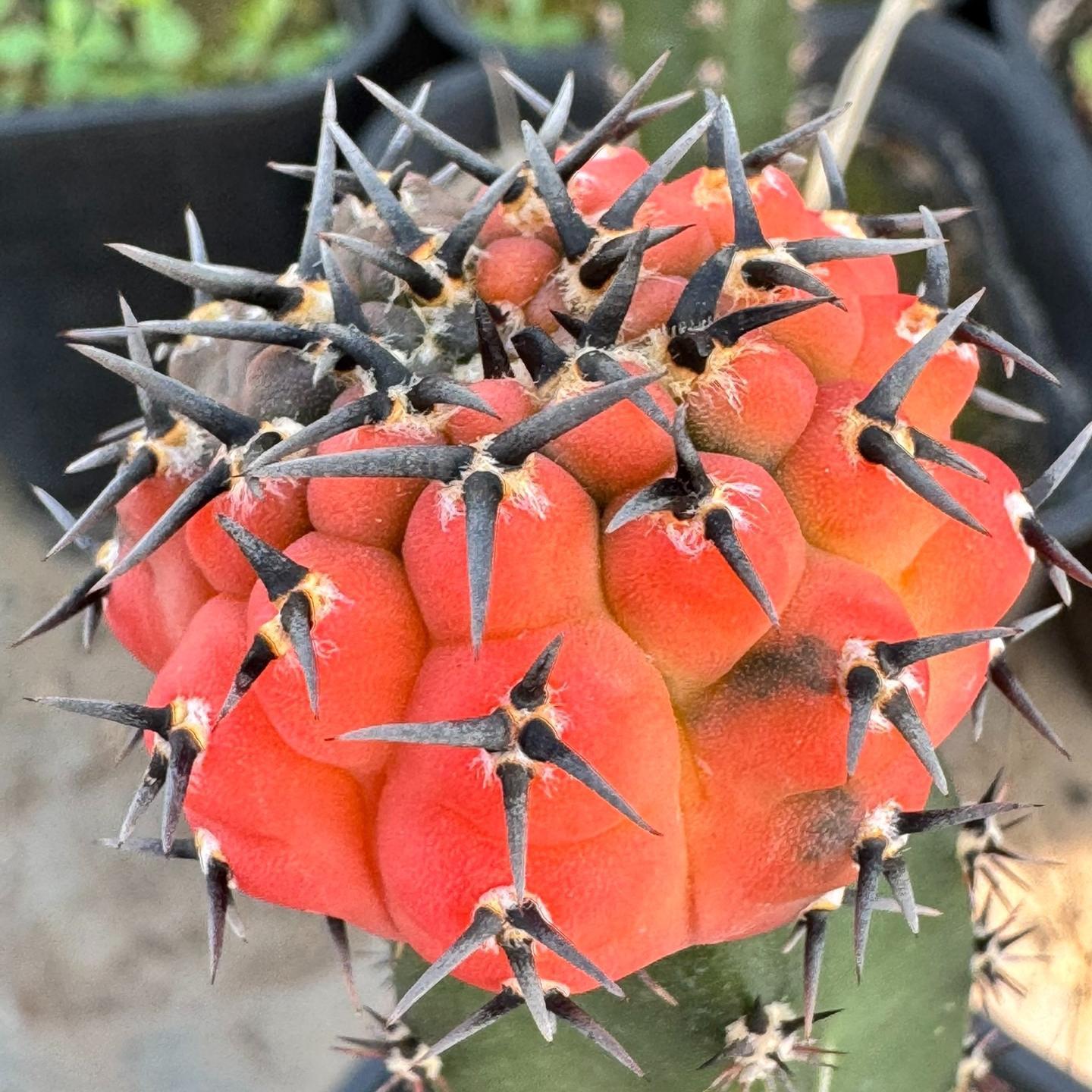 4-5cm Gymnocalycium bodenbenderianum
