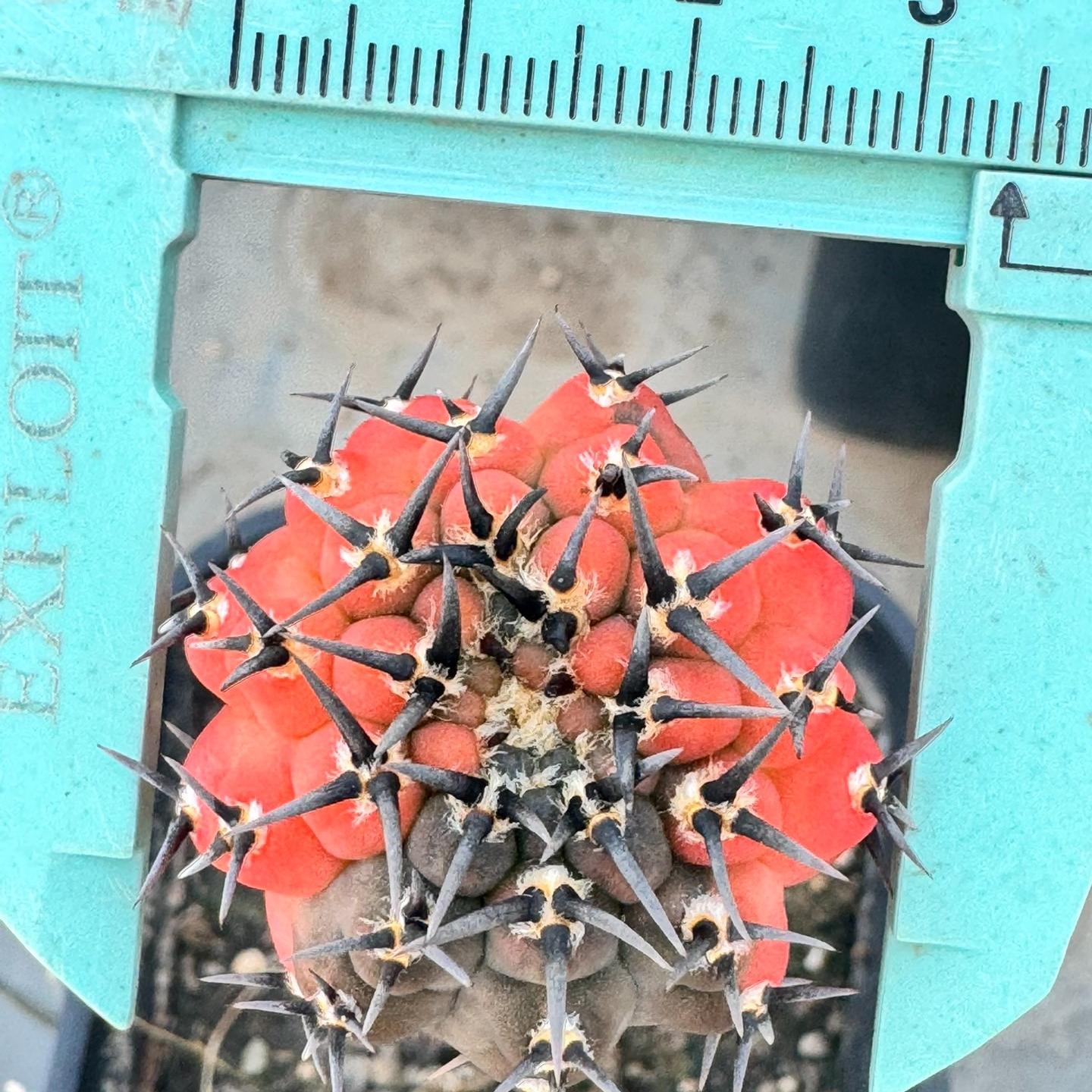 4-5cm Gymnocalycium bodenbenderianum