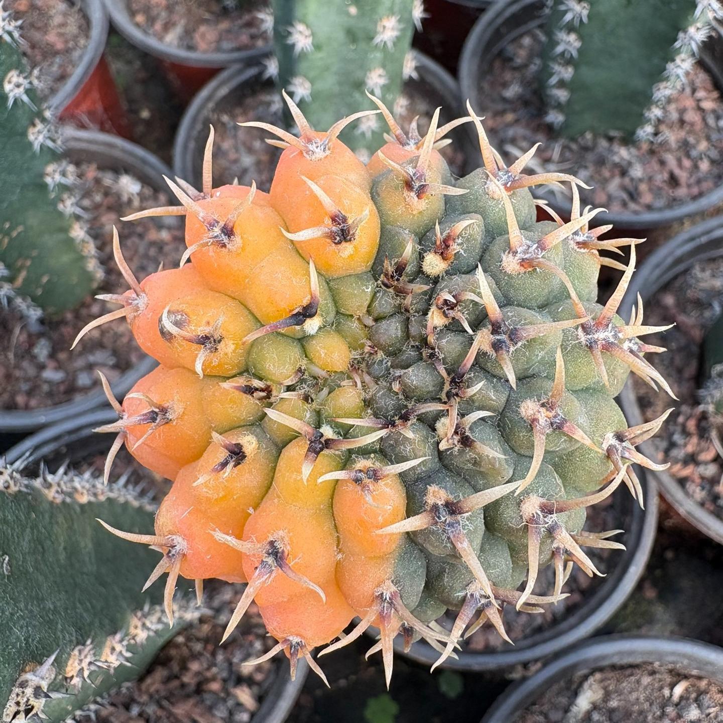 4-5cm Gymnocalycium bodenbenderianum