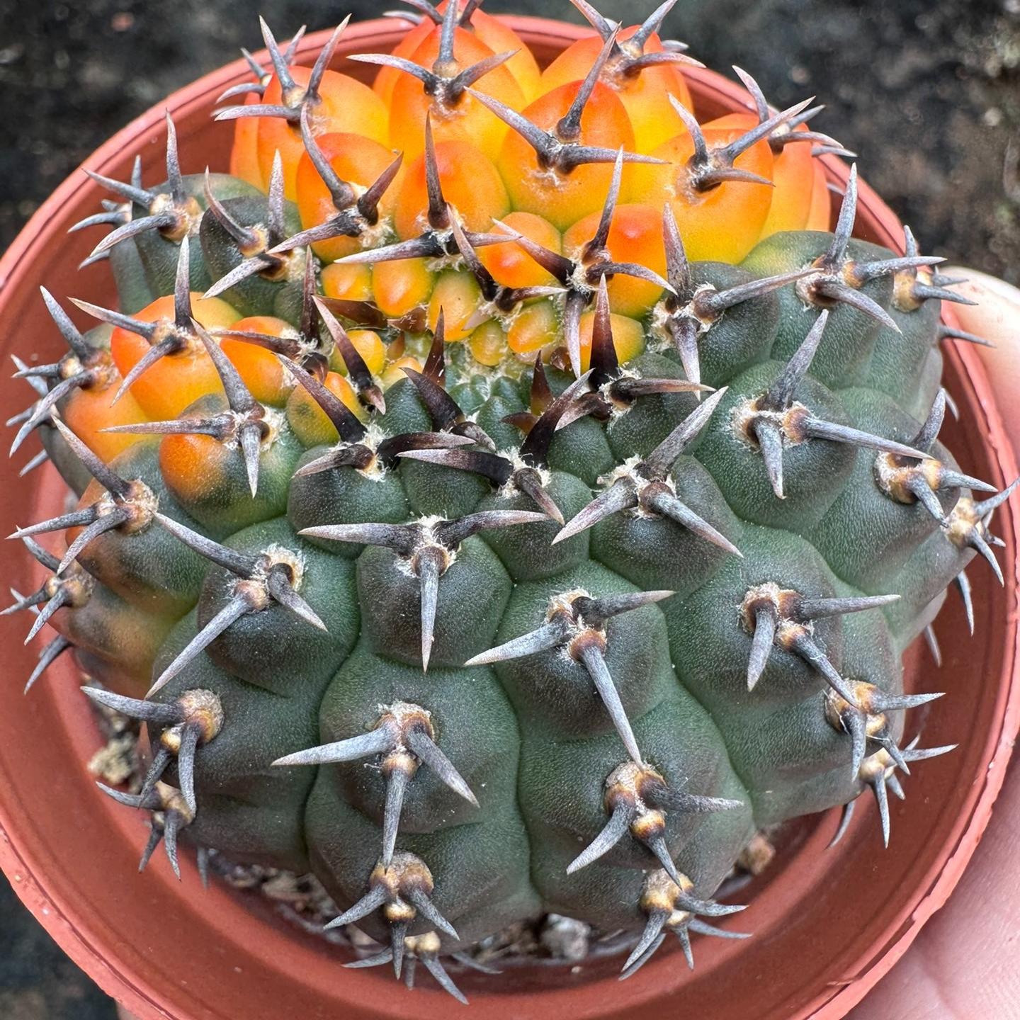 4-5cm Gymnocalycium bodenbenderianum