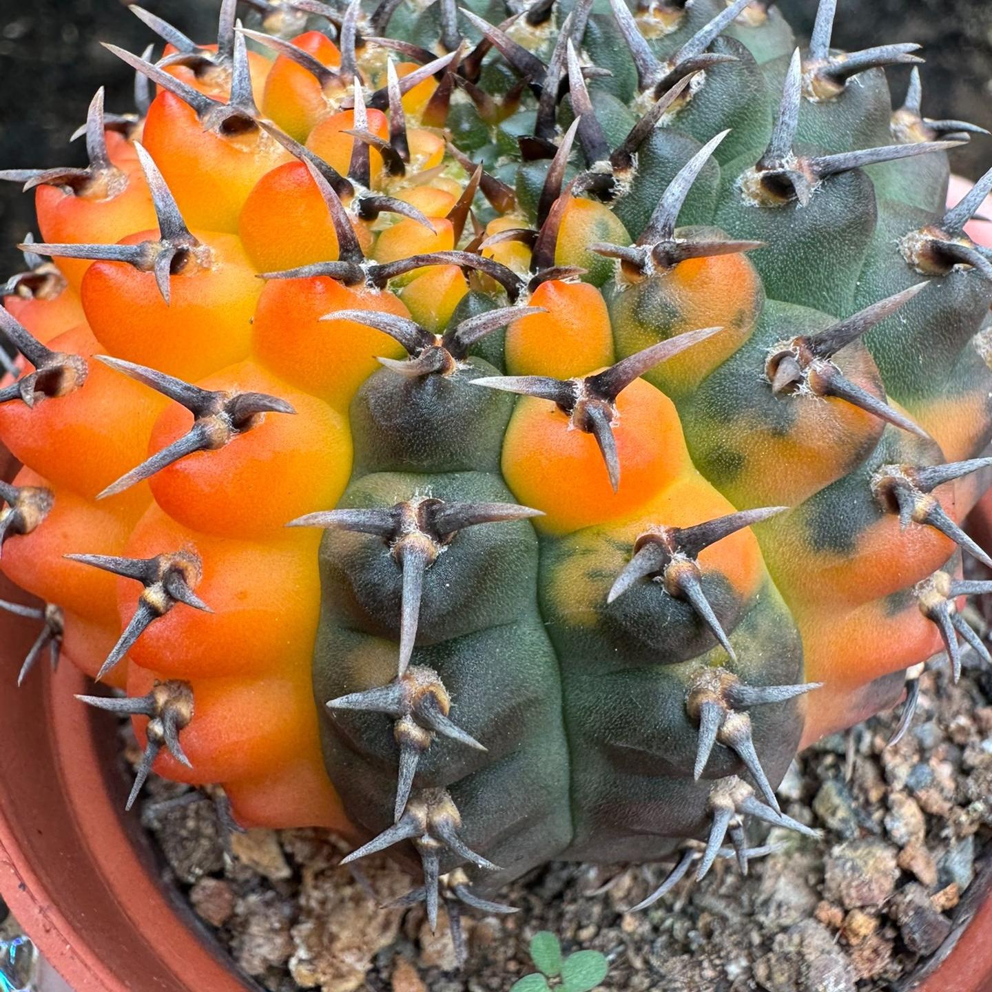 4-5cm Gymnocalycium bodenbenderianum （variegated）
