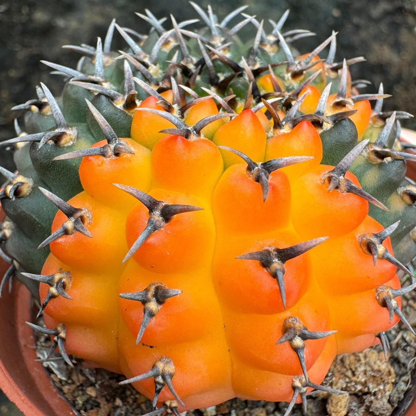 4-5cm Gymnocalycium bodenbenderianum