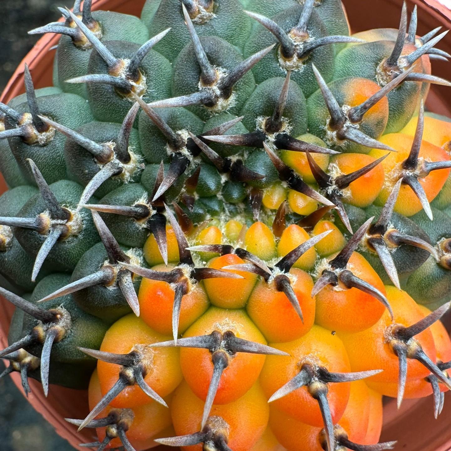 4-5cm Gymnocalycium bodenbenderianum
