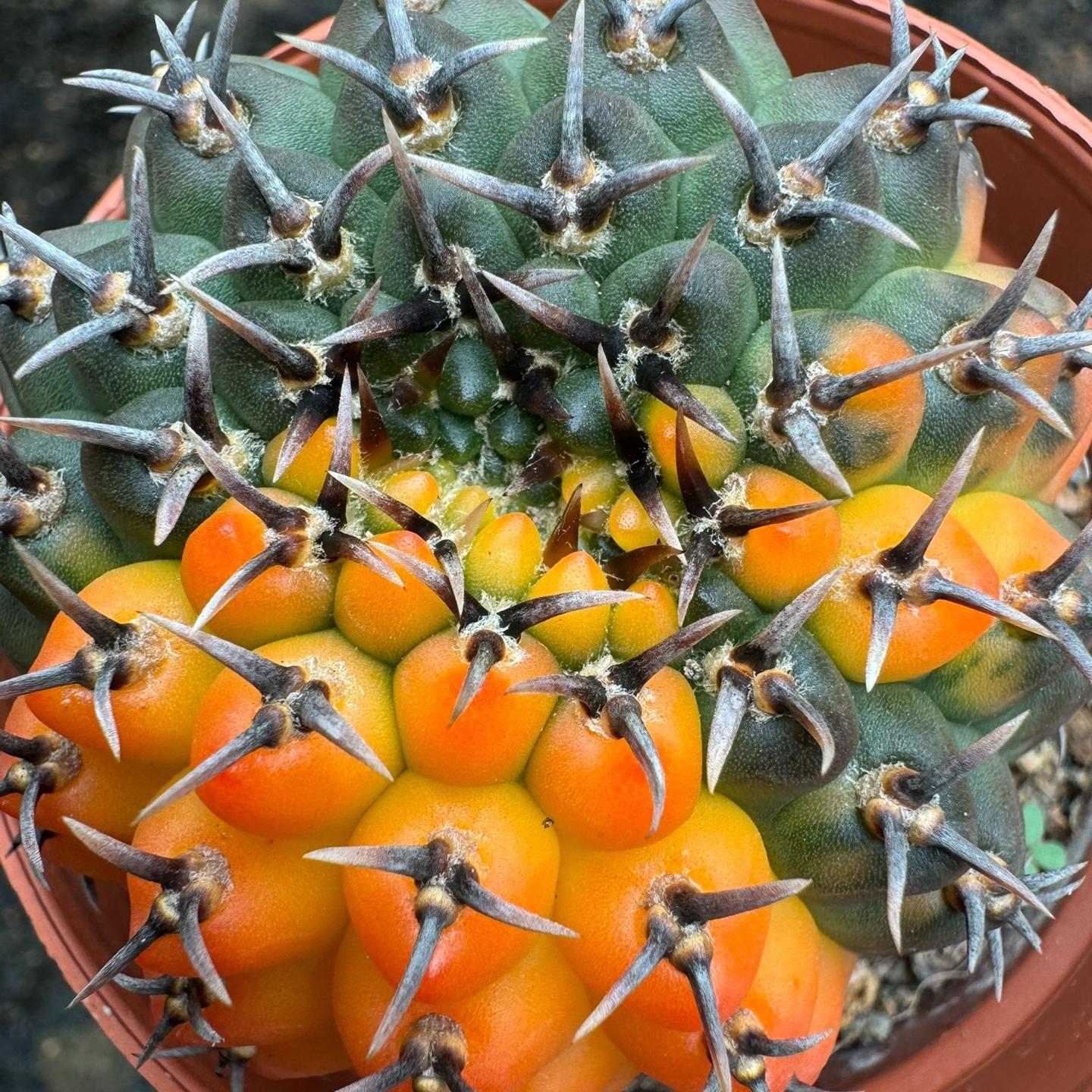 4-5cm Gymnocalycium bodenbenderianum