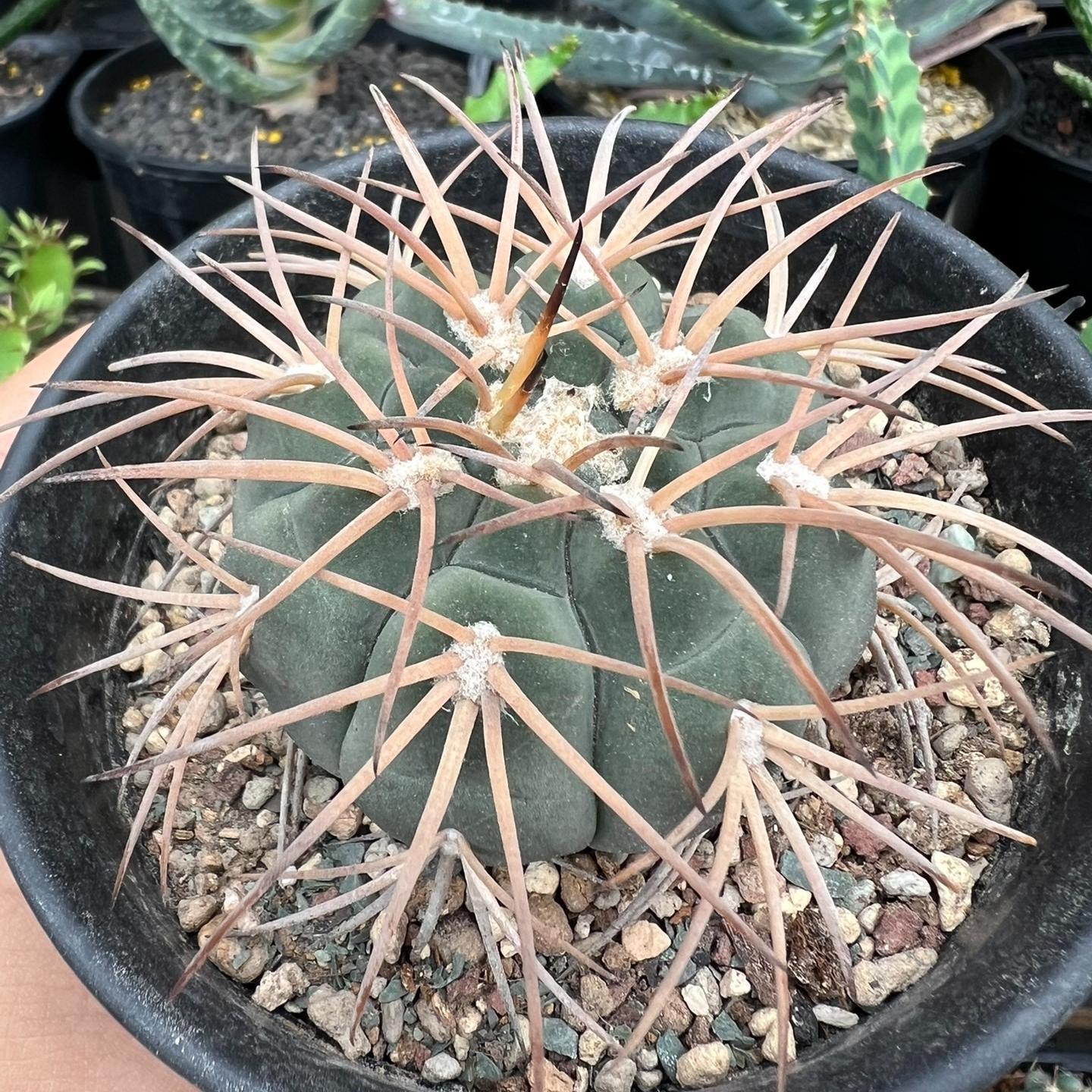 2-6cm Gymnocalycium spegazzinii