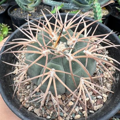 2-6cm Gymnocalycium spegazzinii